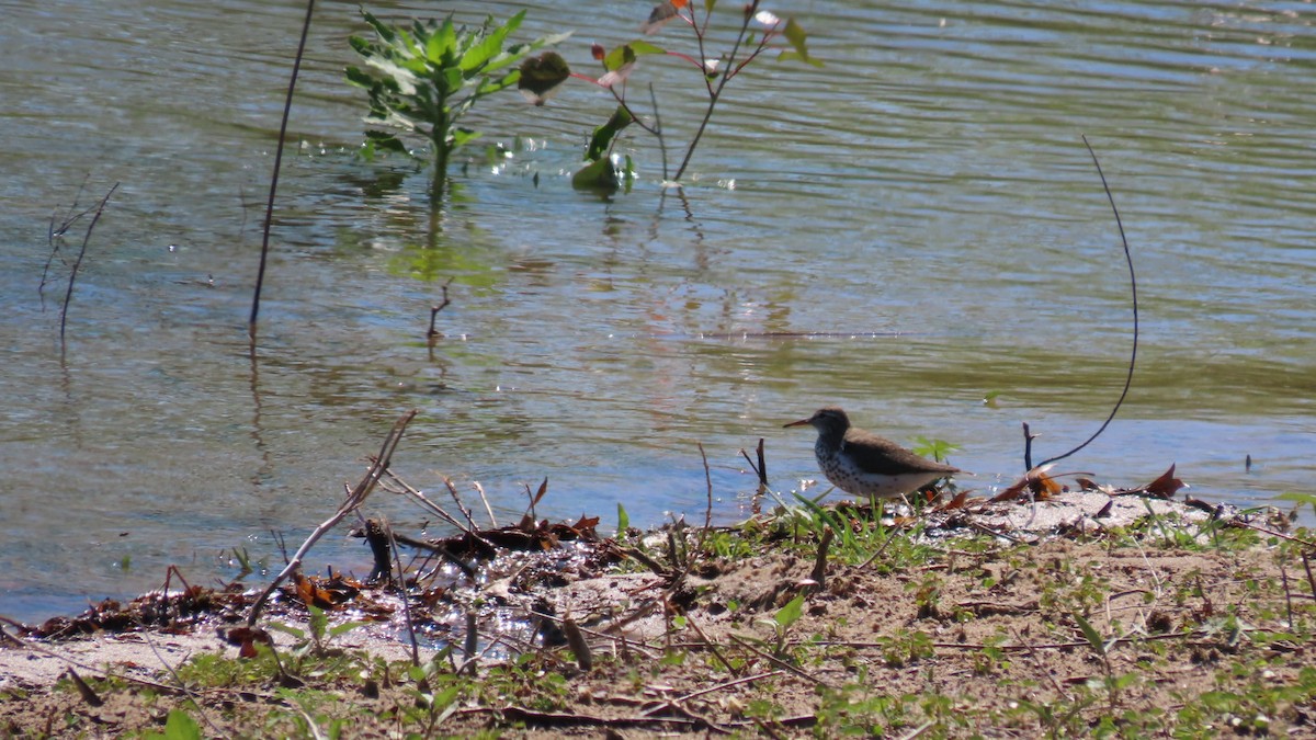 Spotted Sandpiper - older rodriguez