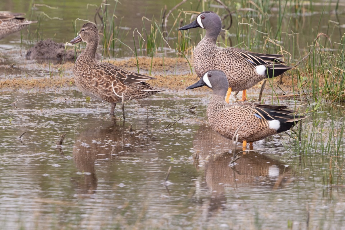 Blue-winged Teal - Dan Ellison