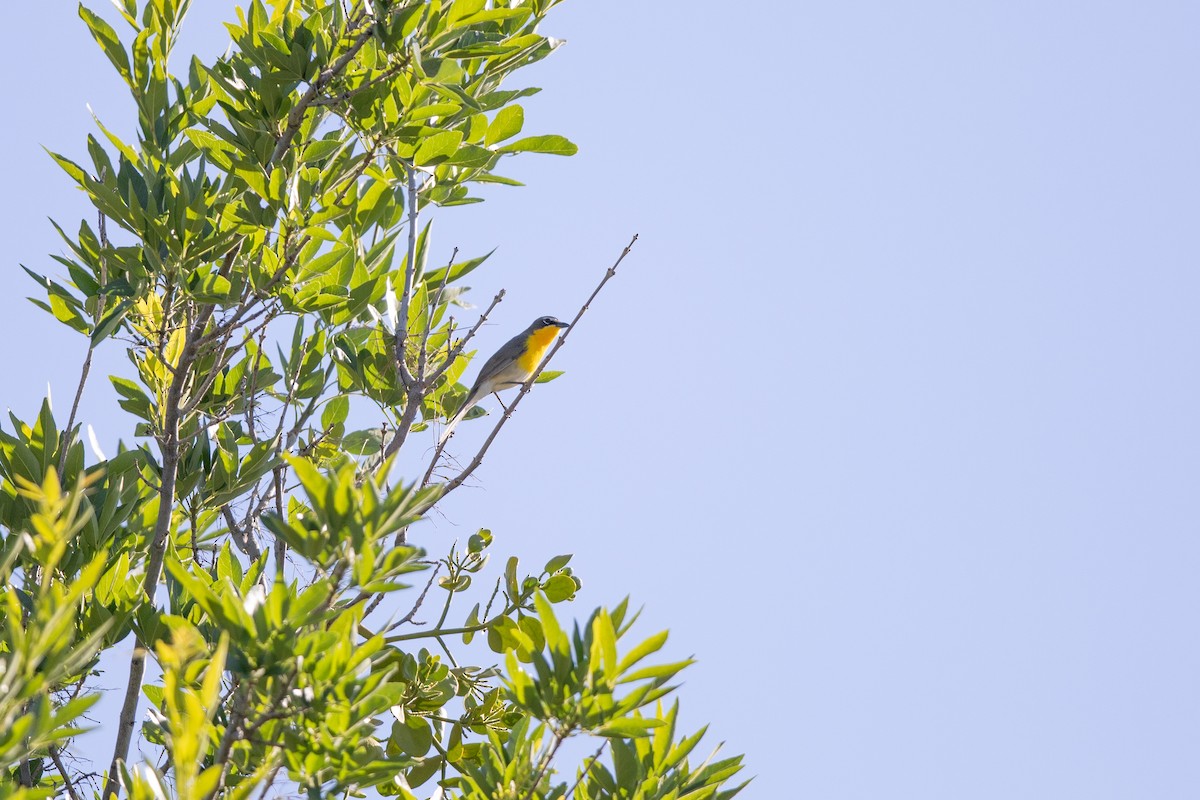 Yellow-breasted Chat - ML618169891