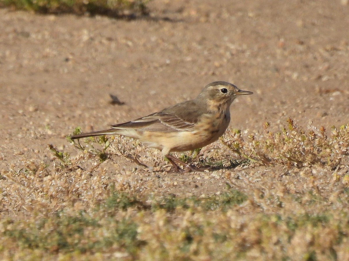 American Pipit - ML618169893