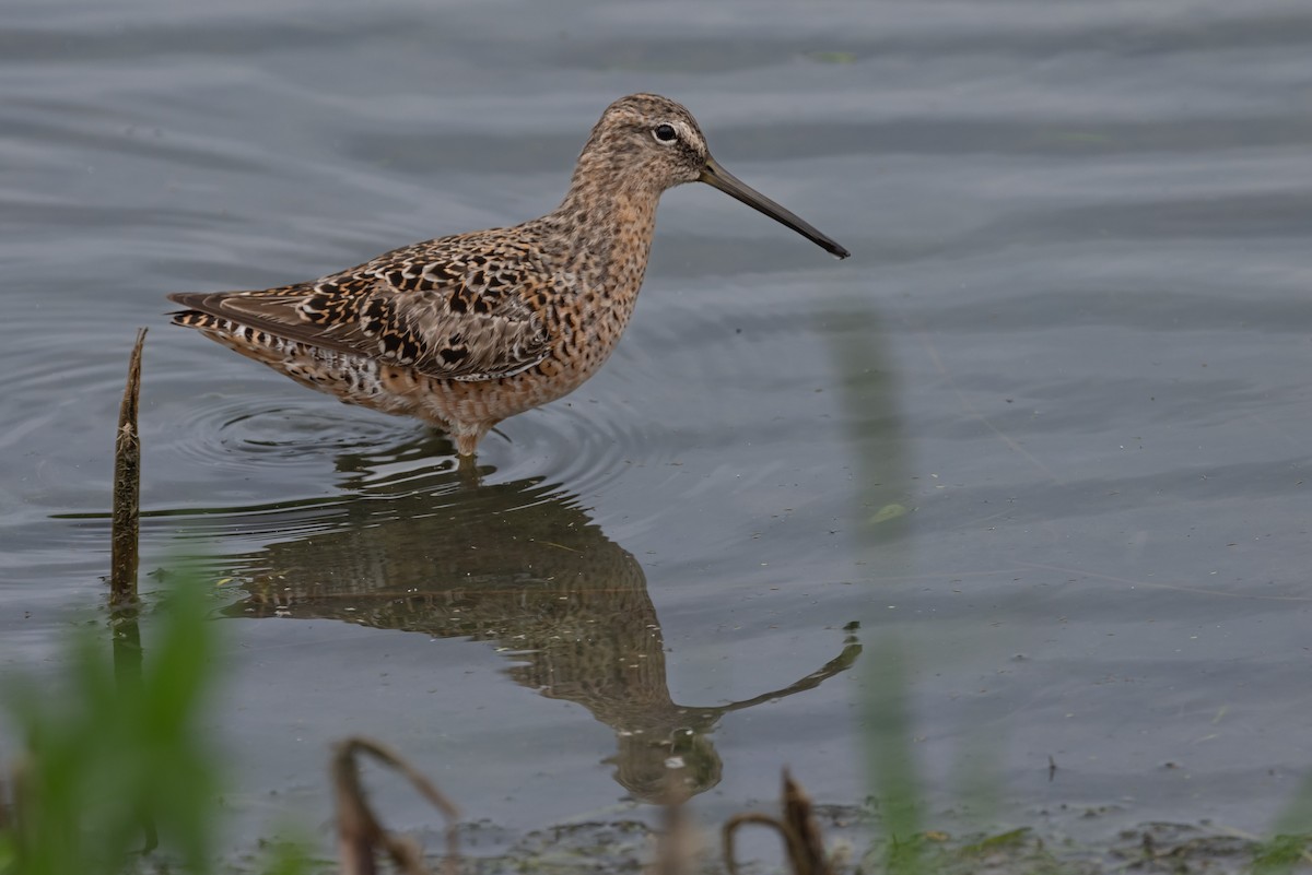 Long-billed Dowitcher - ML618169905