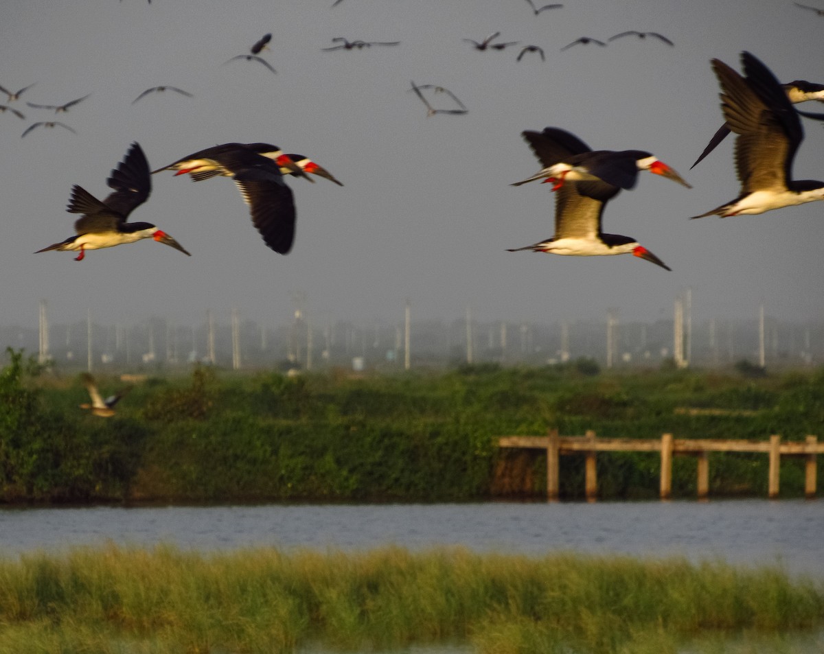 Black Skimmer - Pedro Jose Caldera