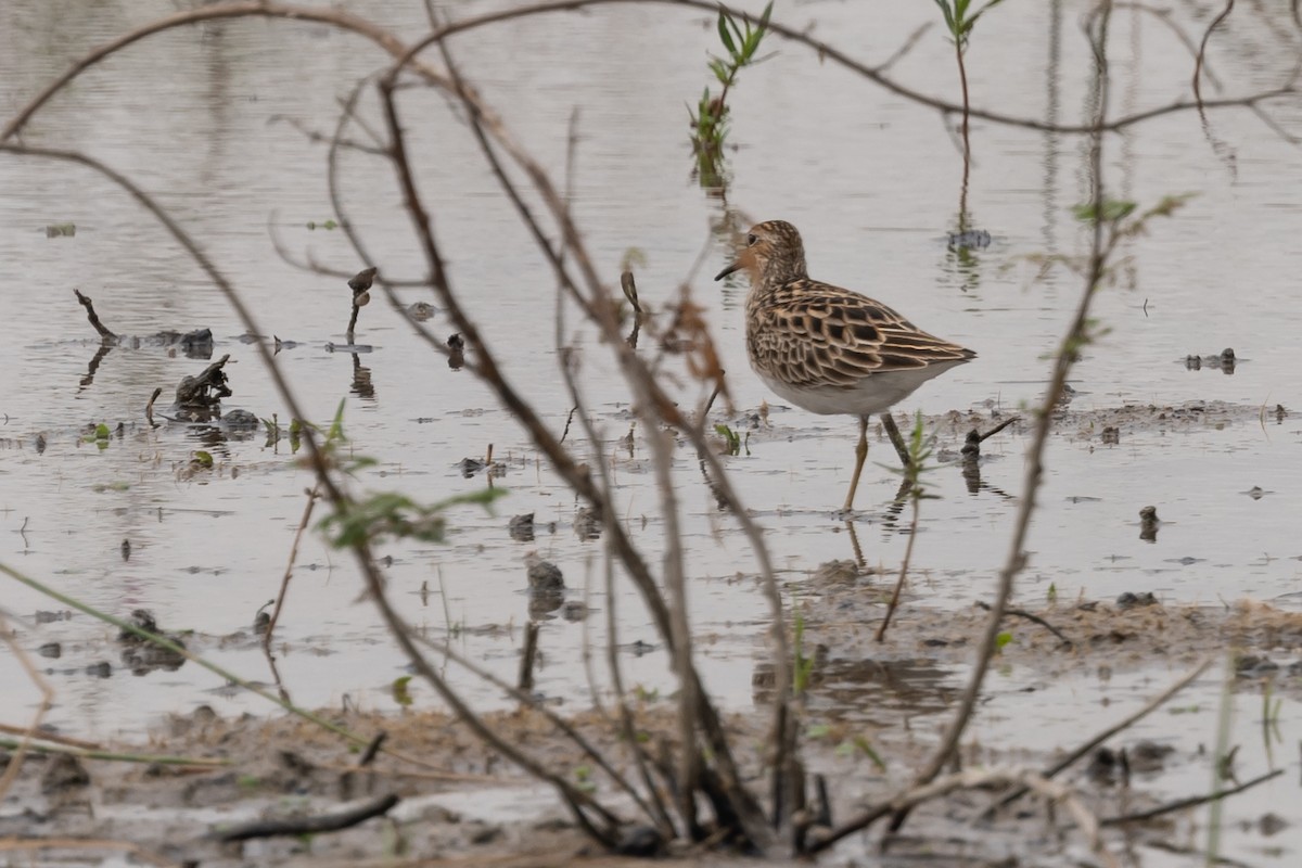 Pectoral Sandpiper - Dan Ellison