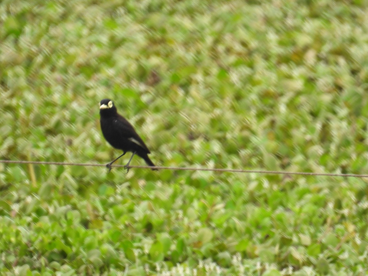 Spectacled Tyrant - bob butler