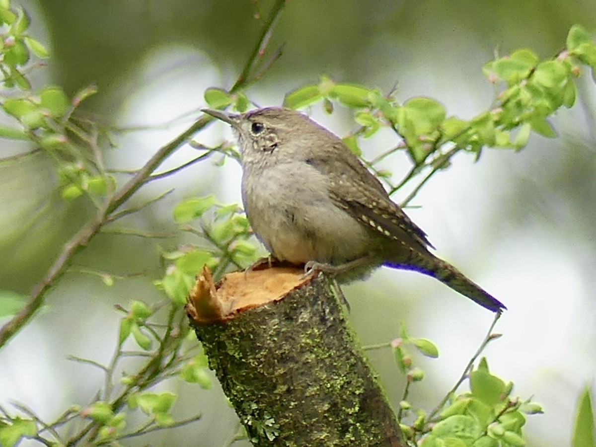 House Wren - Philip Dickinson