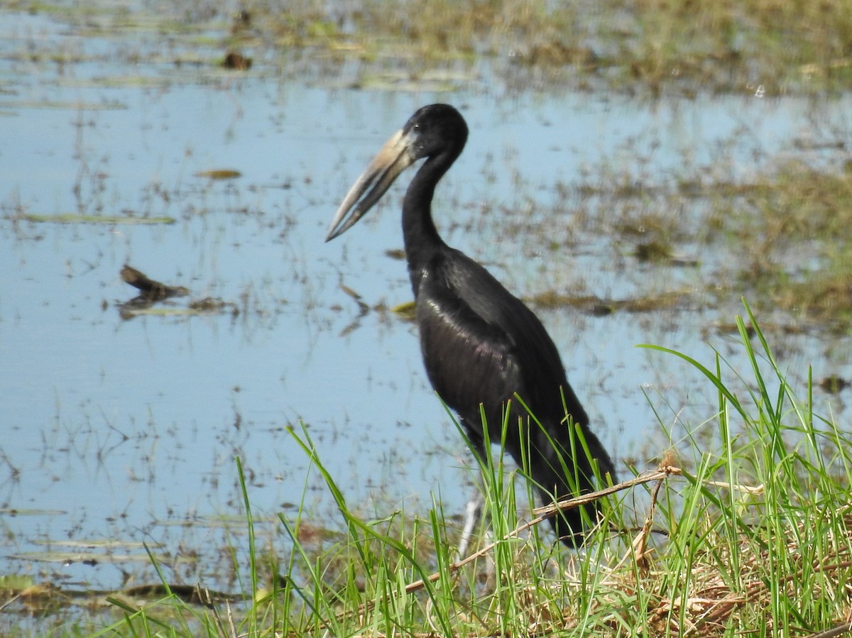 African Openbill - Clare Mateke