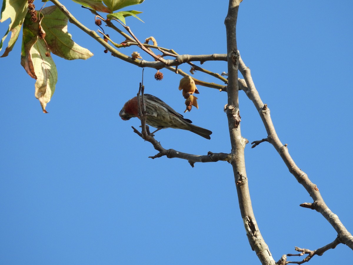 House Finch - Susan Sugahara