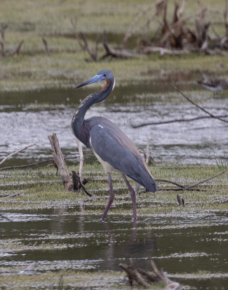 Tricolored Heron - Dan Ellison