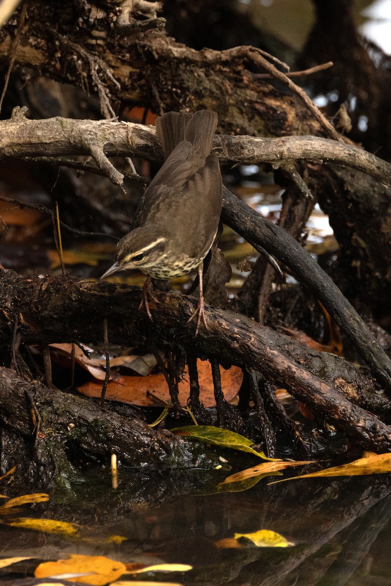 Northern Waterthrush - ML618170015