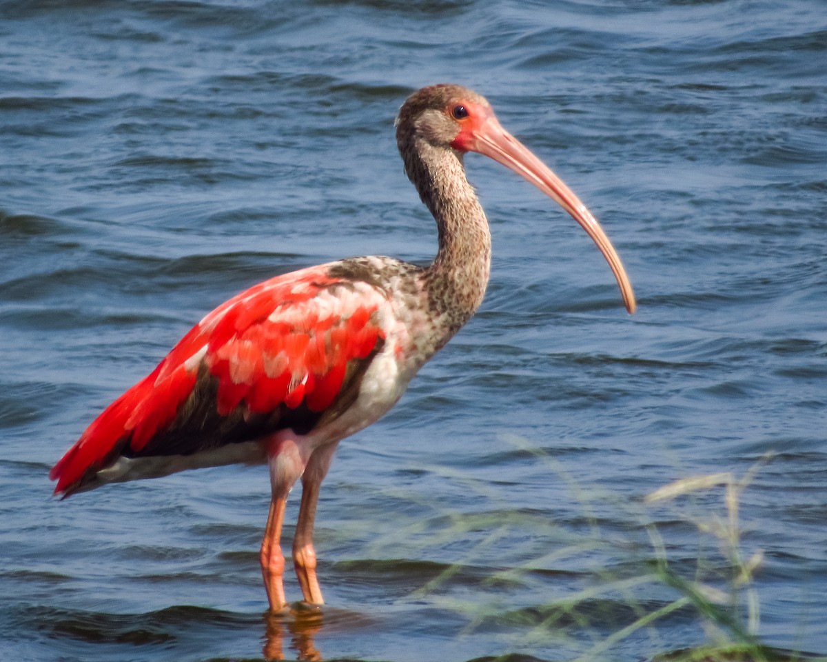 Scarlet Ibis - Pedro Jose Caldera