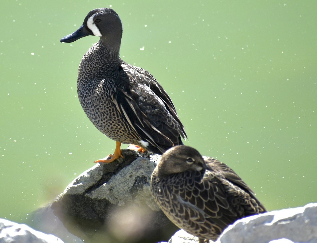 Blue-winged Teal - Nadine Ondera