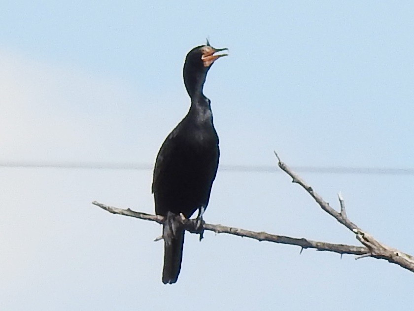 Long-tailed Cormorant - Clare Mateke