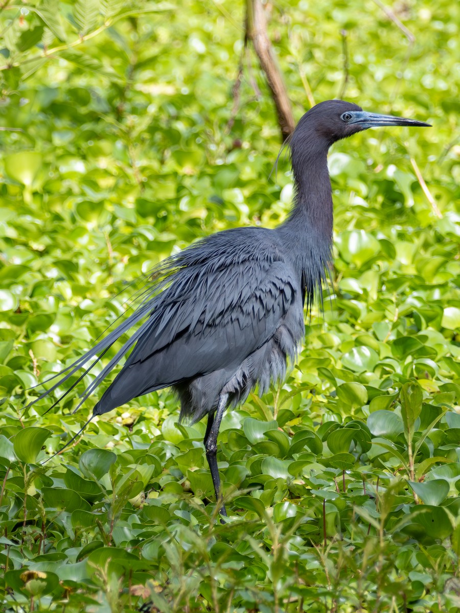 Little Blue Heron - Mark Scheuerman