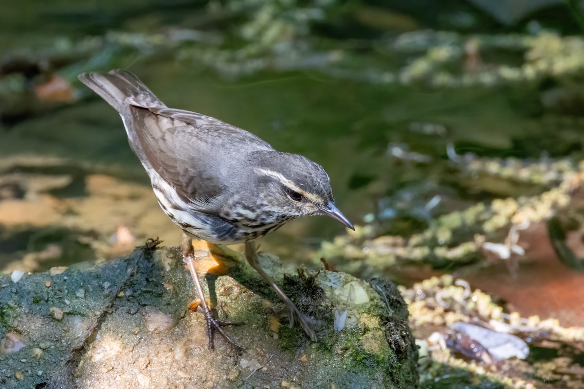 Northern Waterthrush - Bernard Kempinski