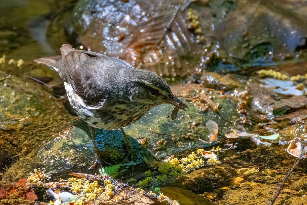 Northern Waterthrush - Bernard Kempinski