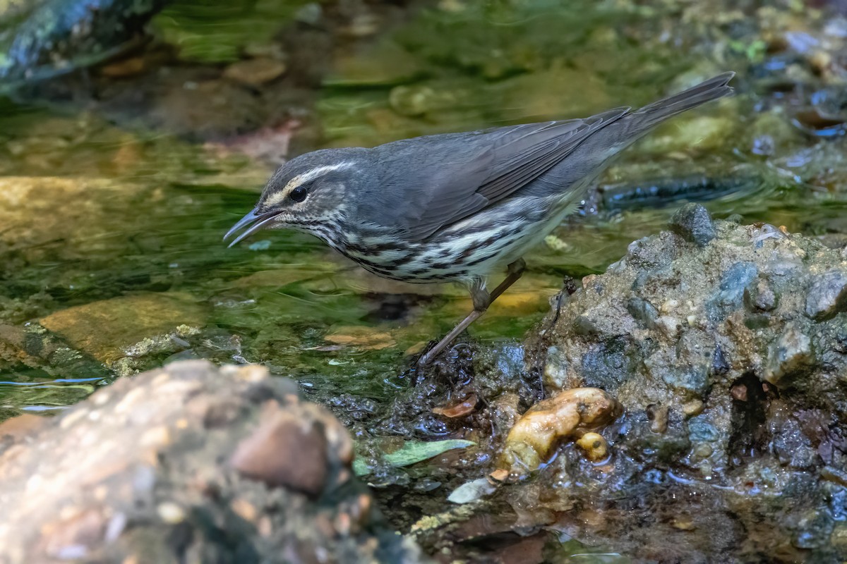 Northern Waterthrush - Bernard Kempinski