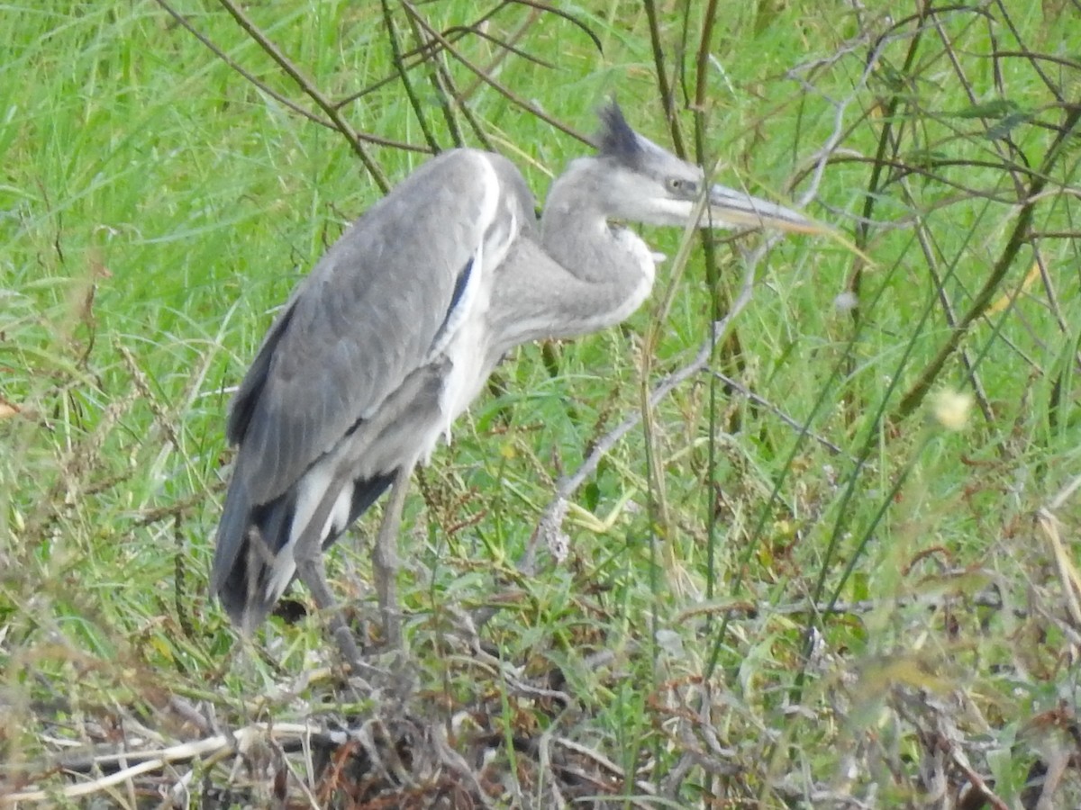 Gray Heron - Clare Mateke