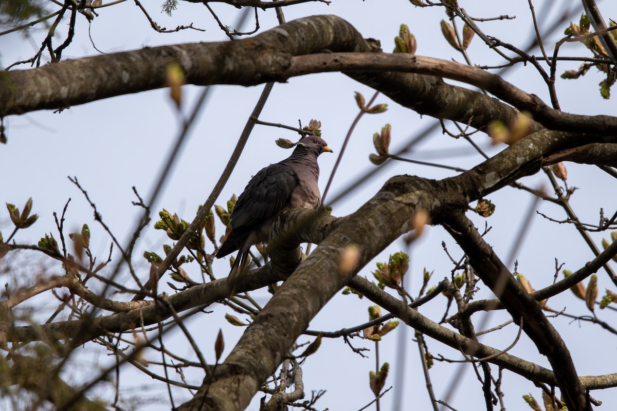 Band-tailed Pigeon - Tristan Chapman