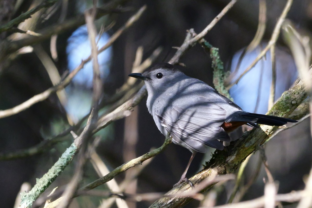 Gray Catbird - Russ Smiley