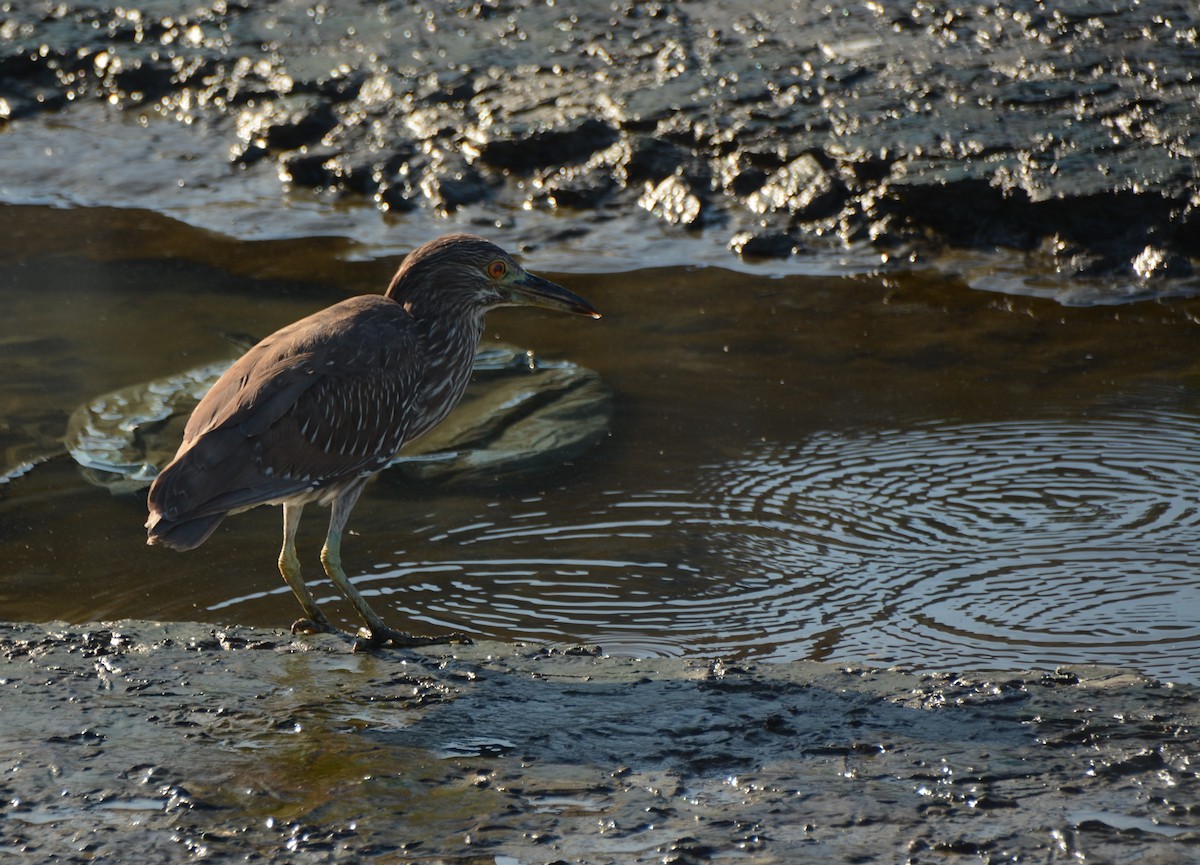 Black-crowned Night Heron - Maria Ogrzewalska