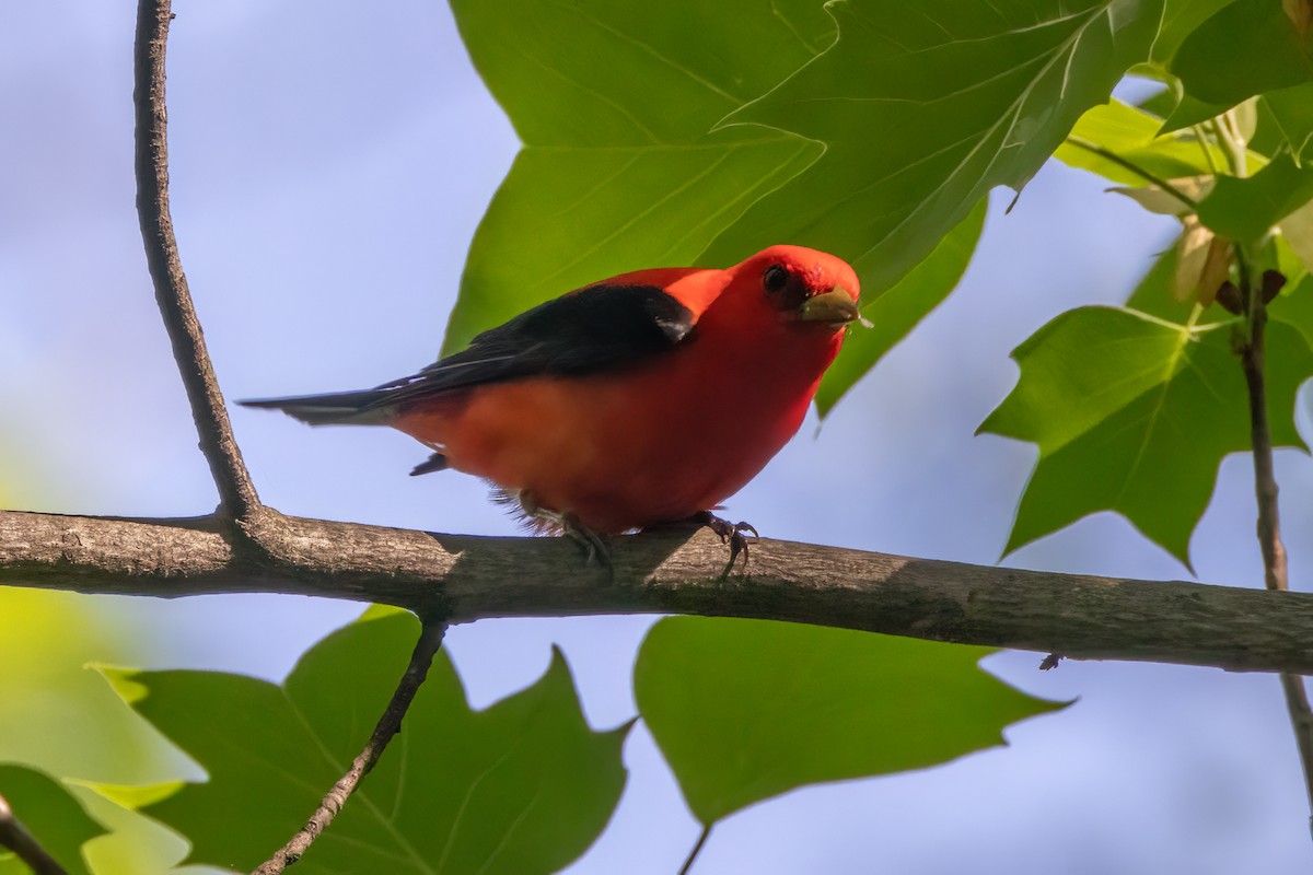 Scarlet Tanager - Bernard Kempinski