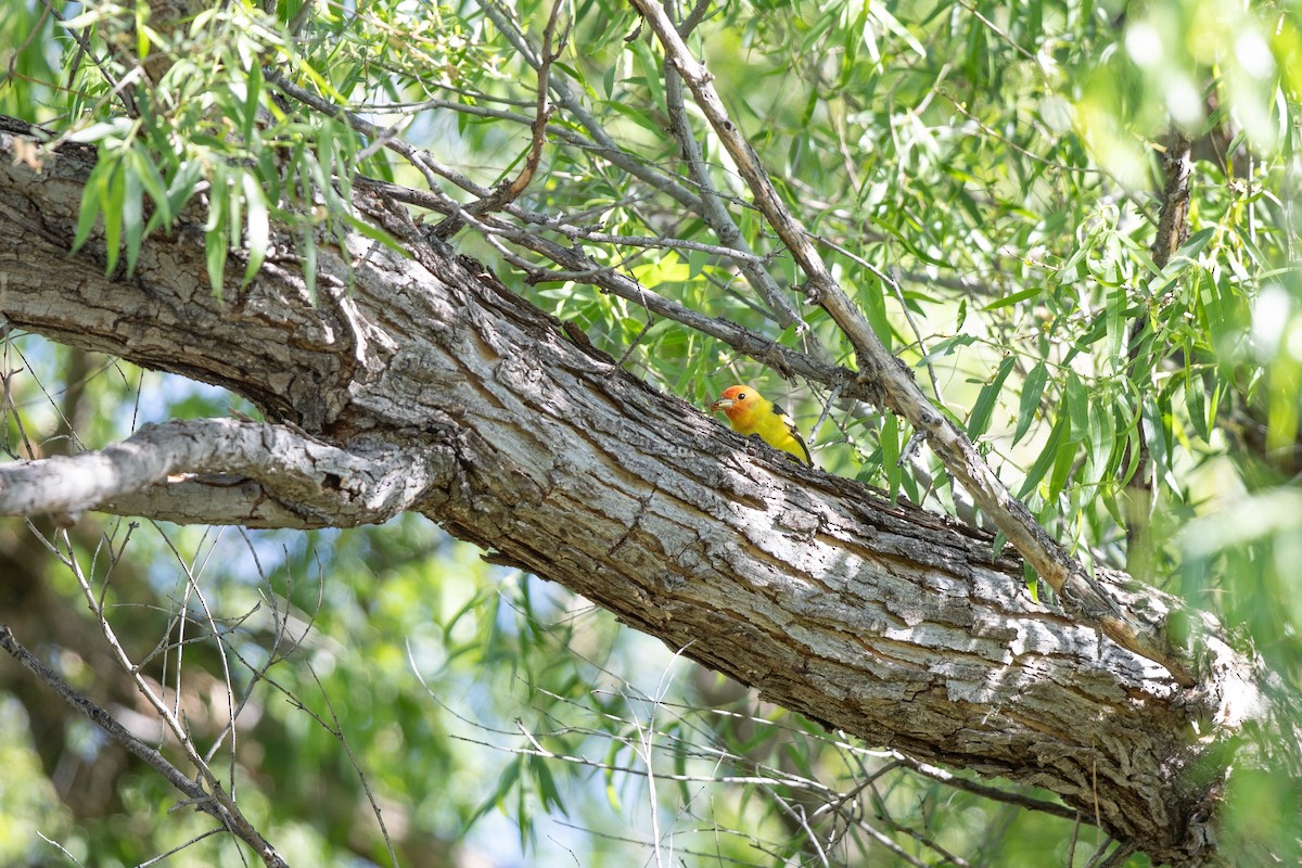 Western Tanager - Michael Sadat