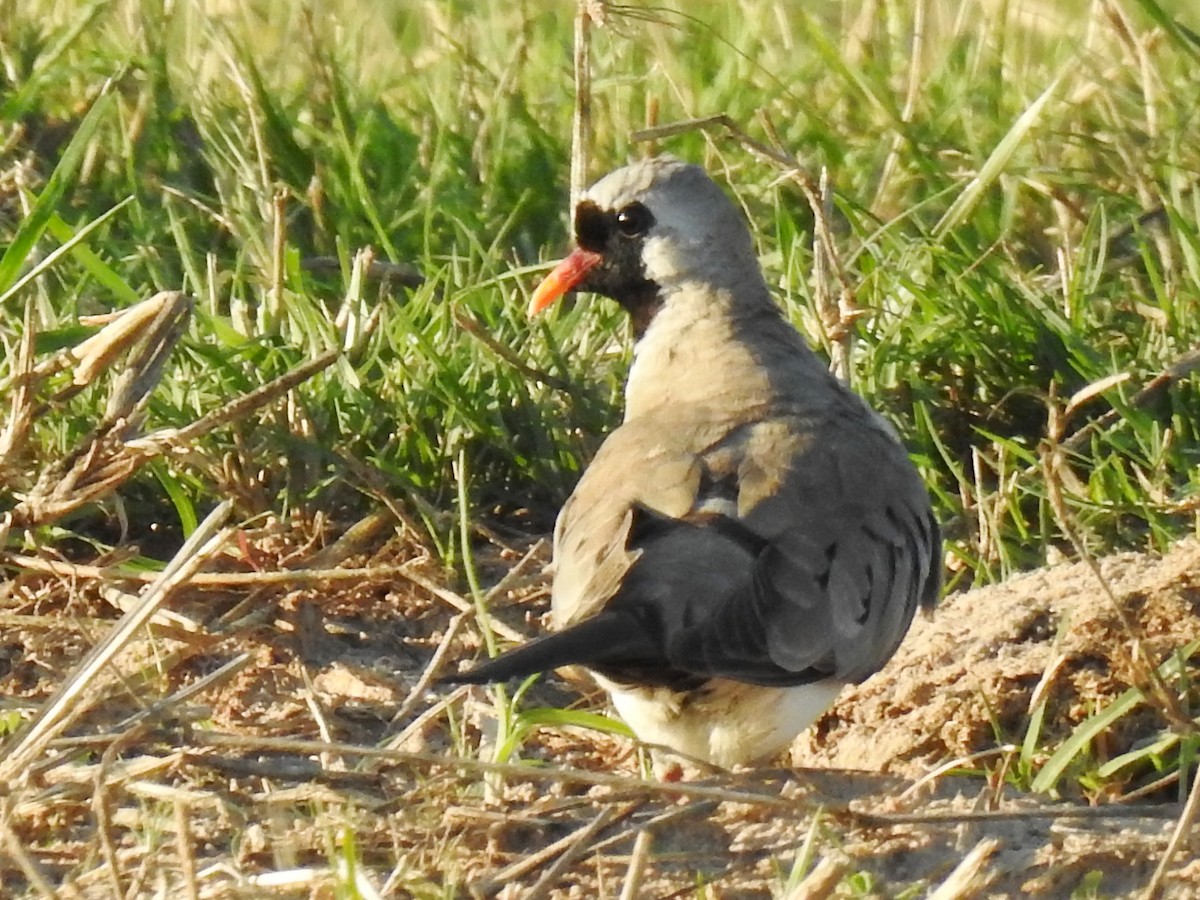 Namaqua Dove - Clare Mateke