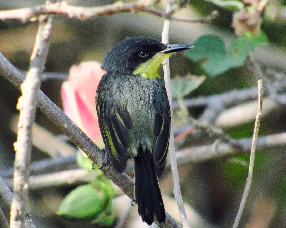 Common Tody-Flycatcher - Pedro Jose Caldera