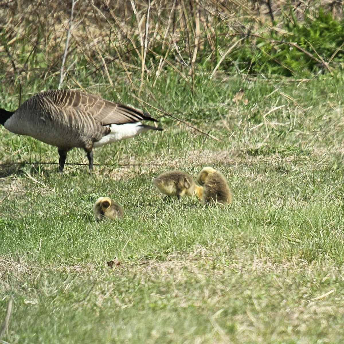 Canada Goose - ML618170190