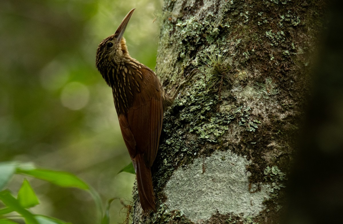 Ivory-billed Woodcreeper - ML618170199