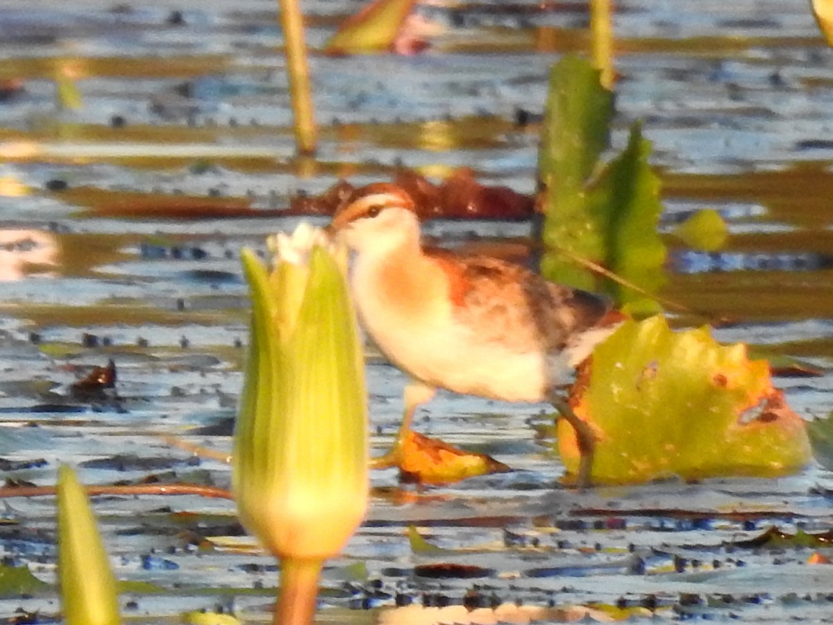 Lesser Jacana - Clare Mateke