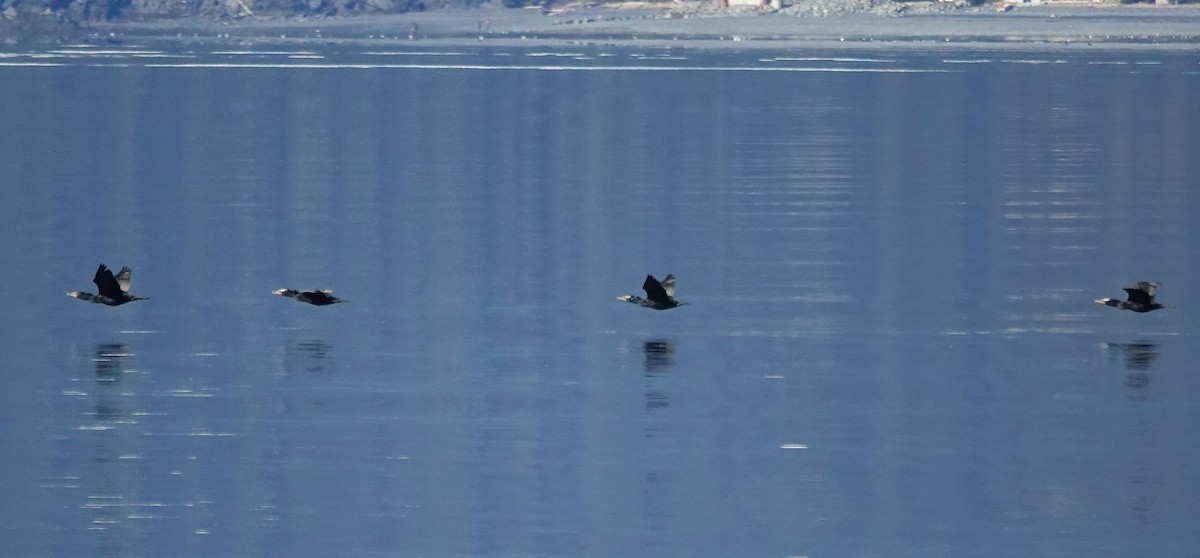 Double-crested Cormorant - Robin Collman