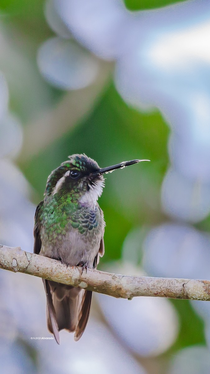 White-throated Mountain-gem - Adrián Alvarado