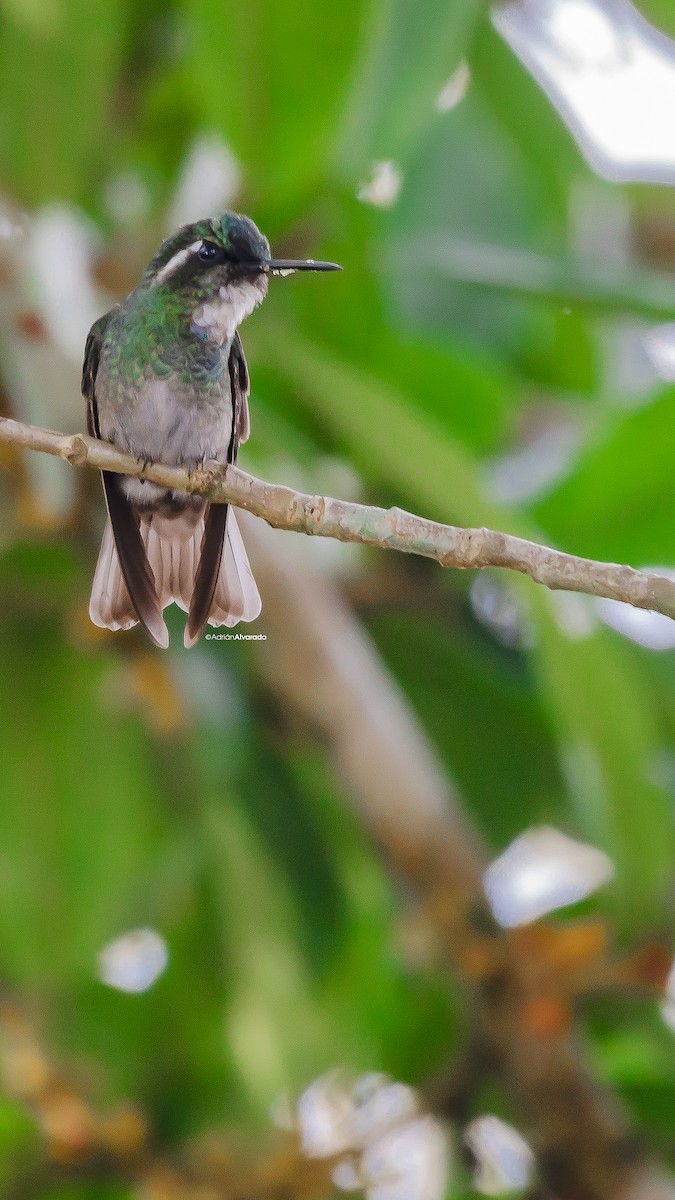 White-throated Mountain-gem - Adrián Alvarado