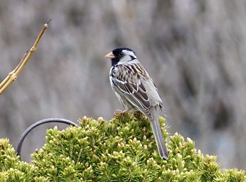 Harris's Sparrow - Bob & Anne-Marie Taylor