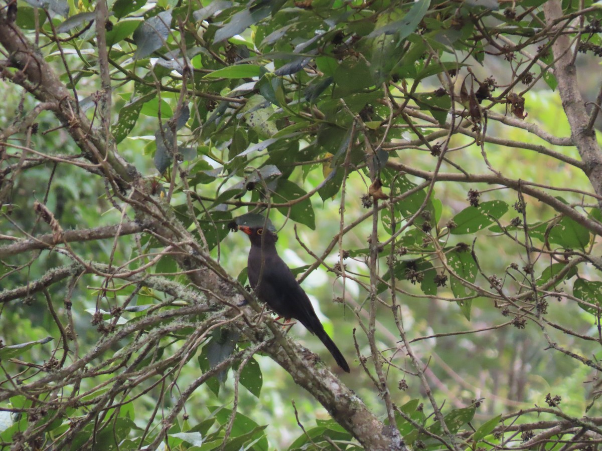 Glossy-black Thrush - ML618170258