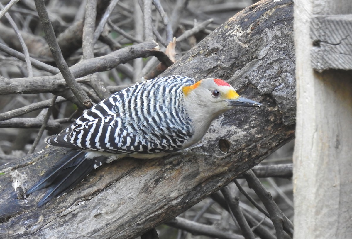 Golden-fronted Woodpecker - Hannah Clipp