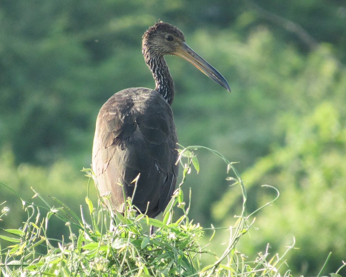 Limpkin - Pedro Jose Caldera