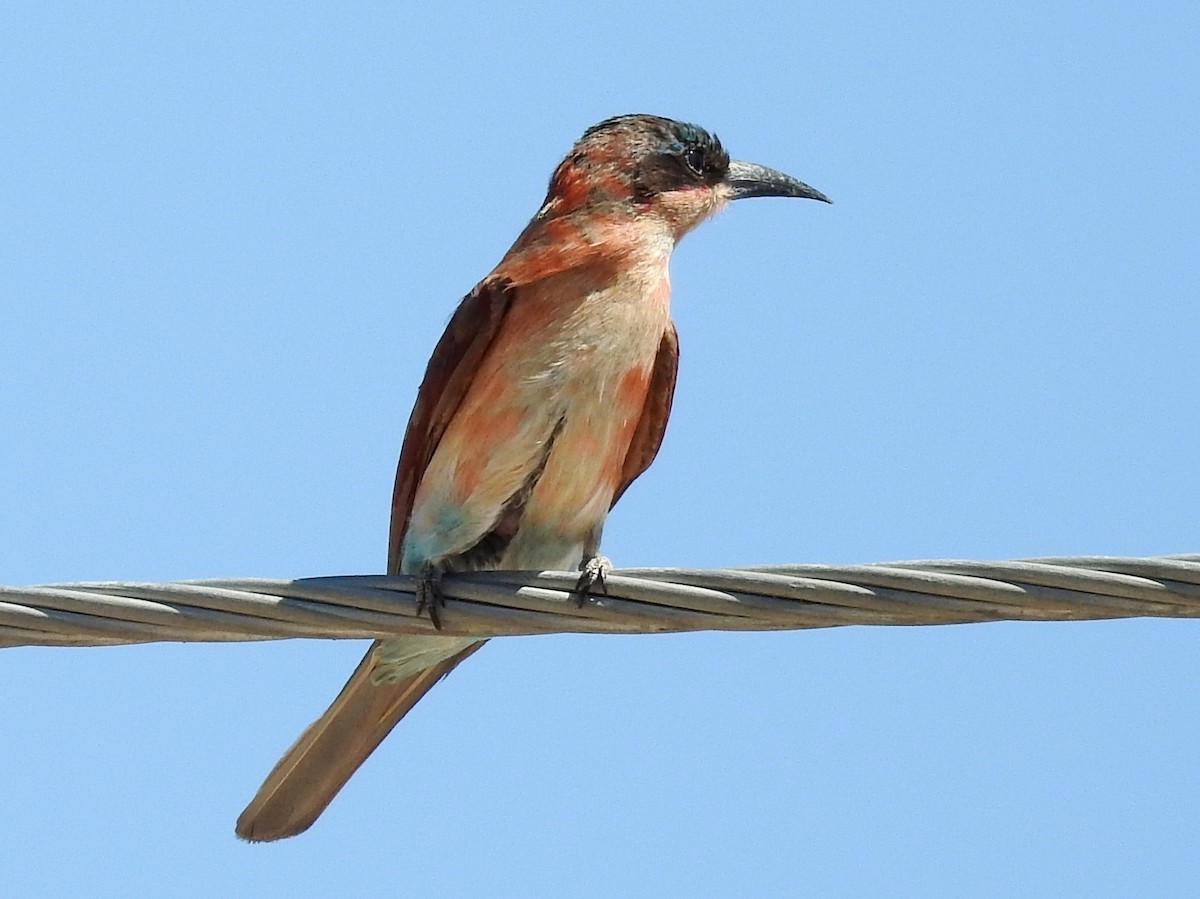 Southern Carmine Bee-eater - Clare Mateke
