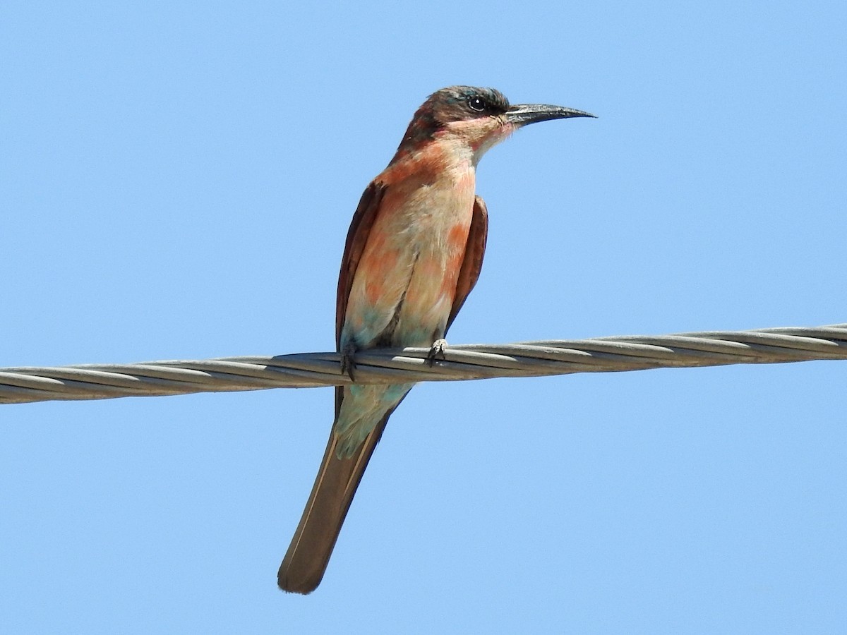Southern Carmine Bee-eater - Clare Mateke