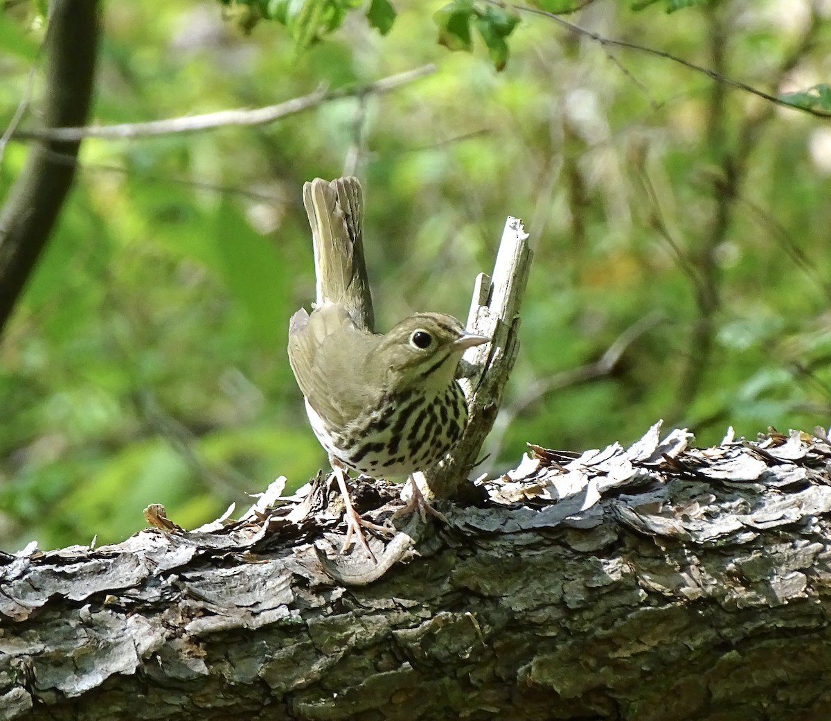 Ovenbird - ML618170328