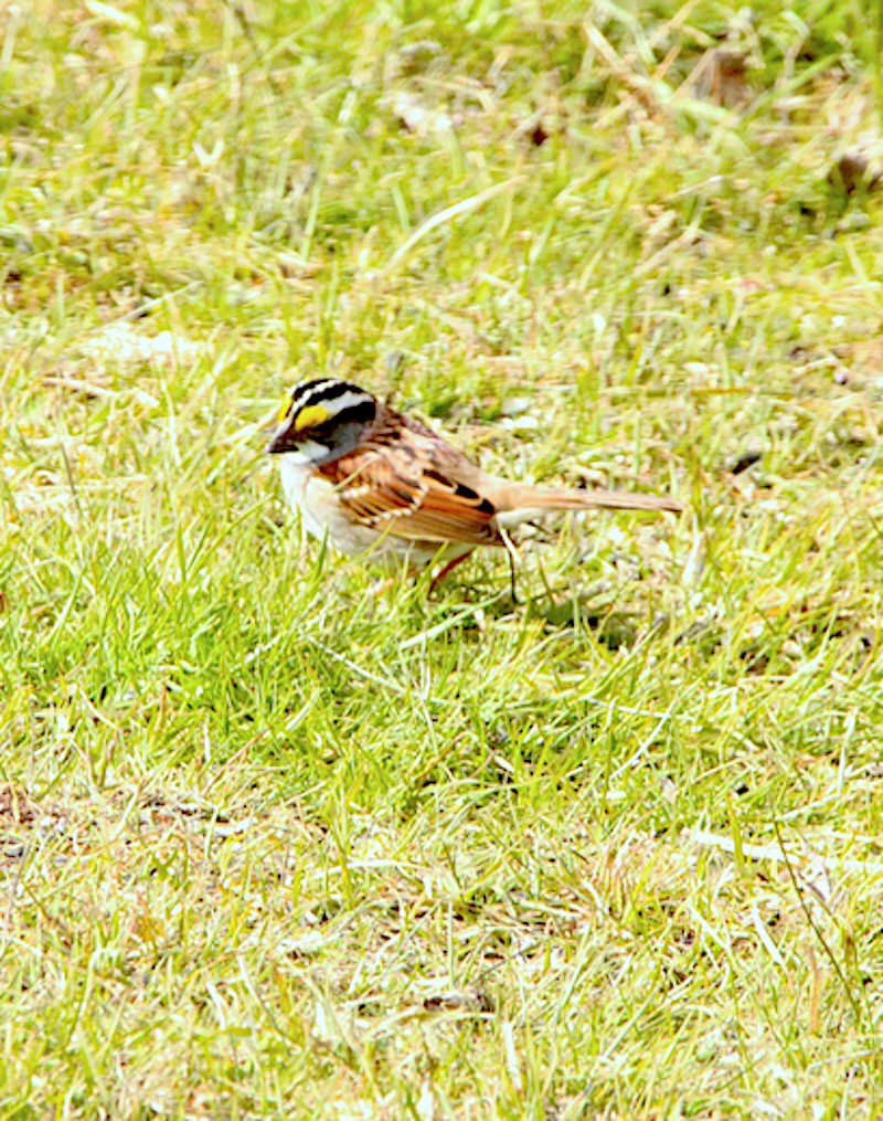 White-throated Sparrow - Linda Smith