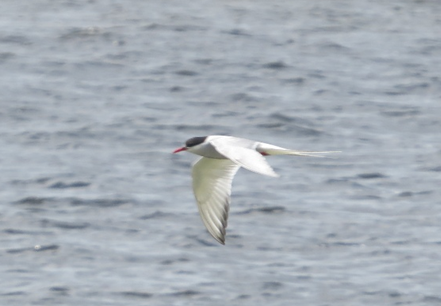 Arctic Tern - ML618170365