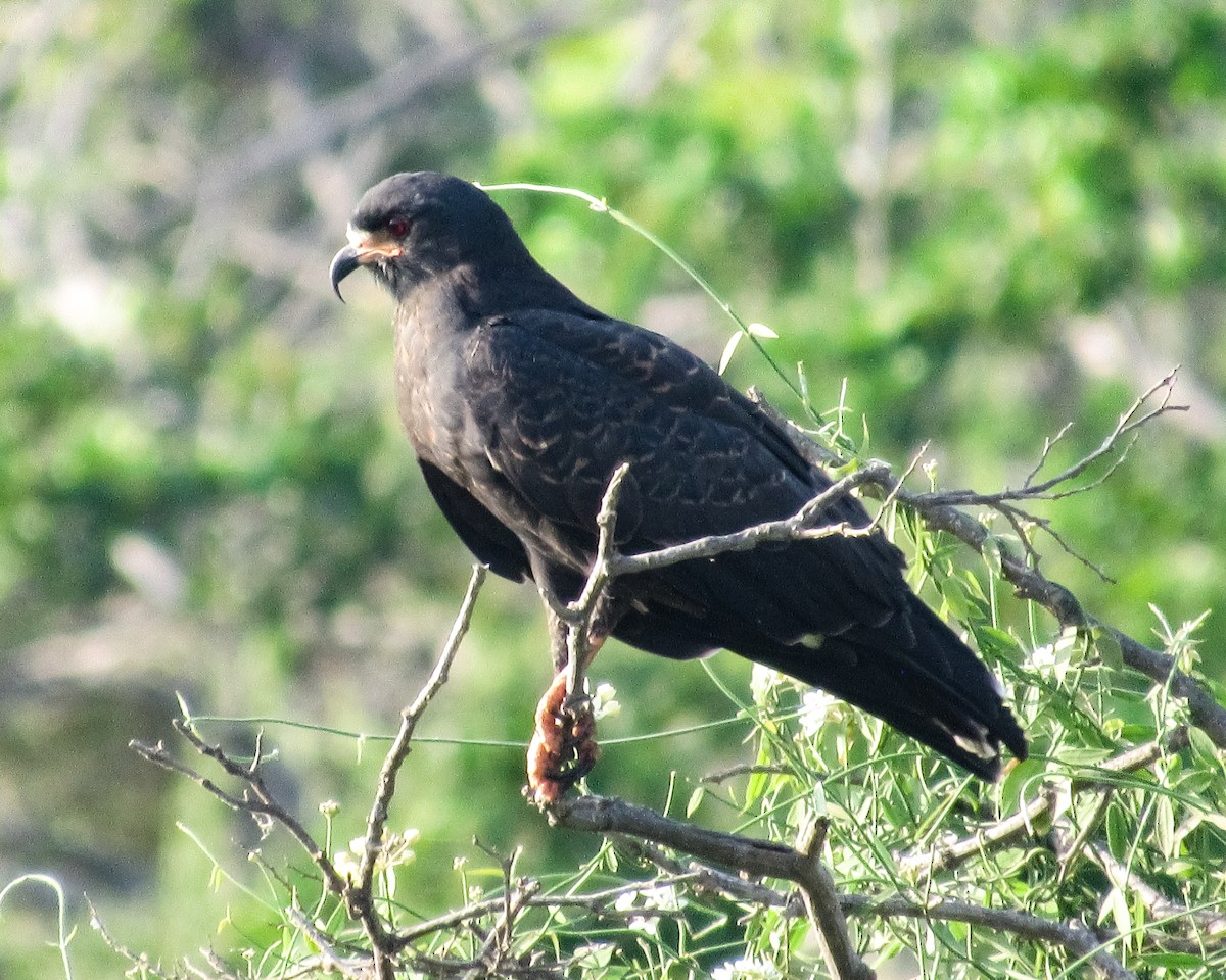 Snail Kite - Pedro Jose Caldera