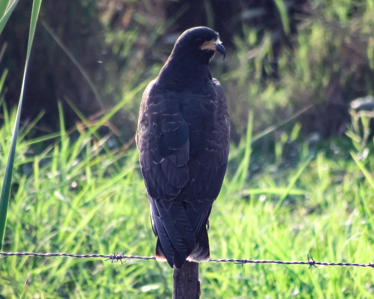 Snail Kite - Pedro Jose Caldera