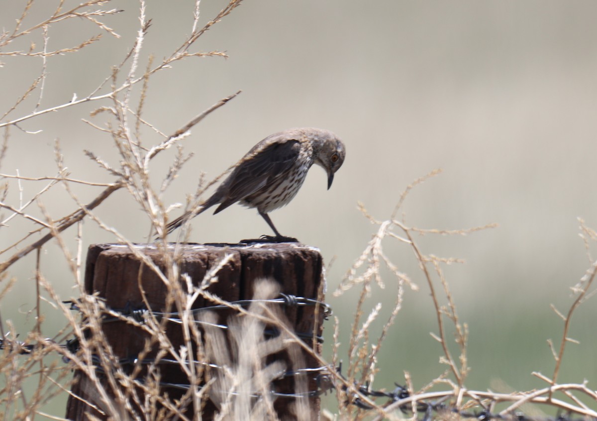 Sage Thrasher - BARBARA Muenchau