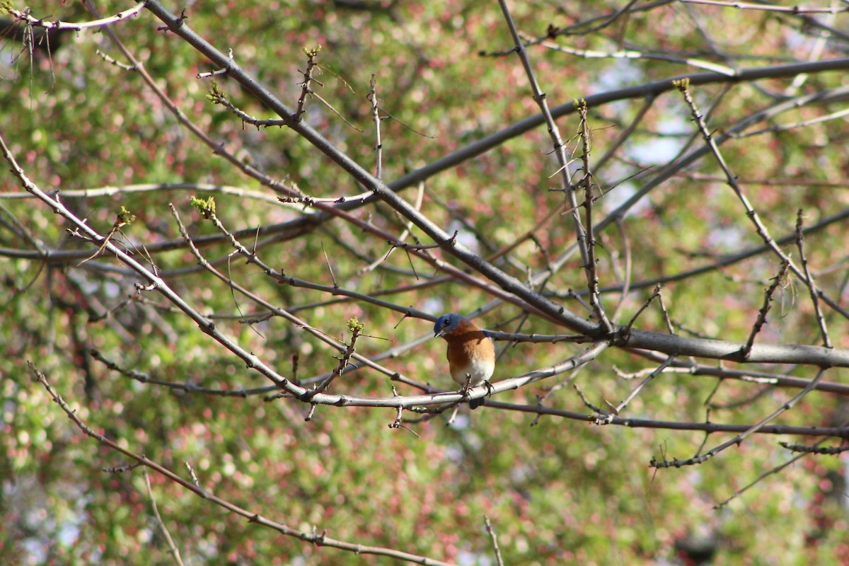 Eastern Bluebird - ML618170419