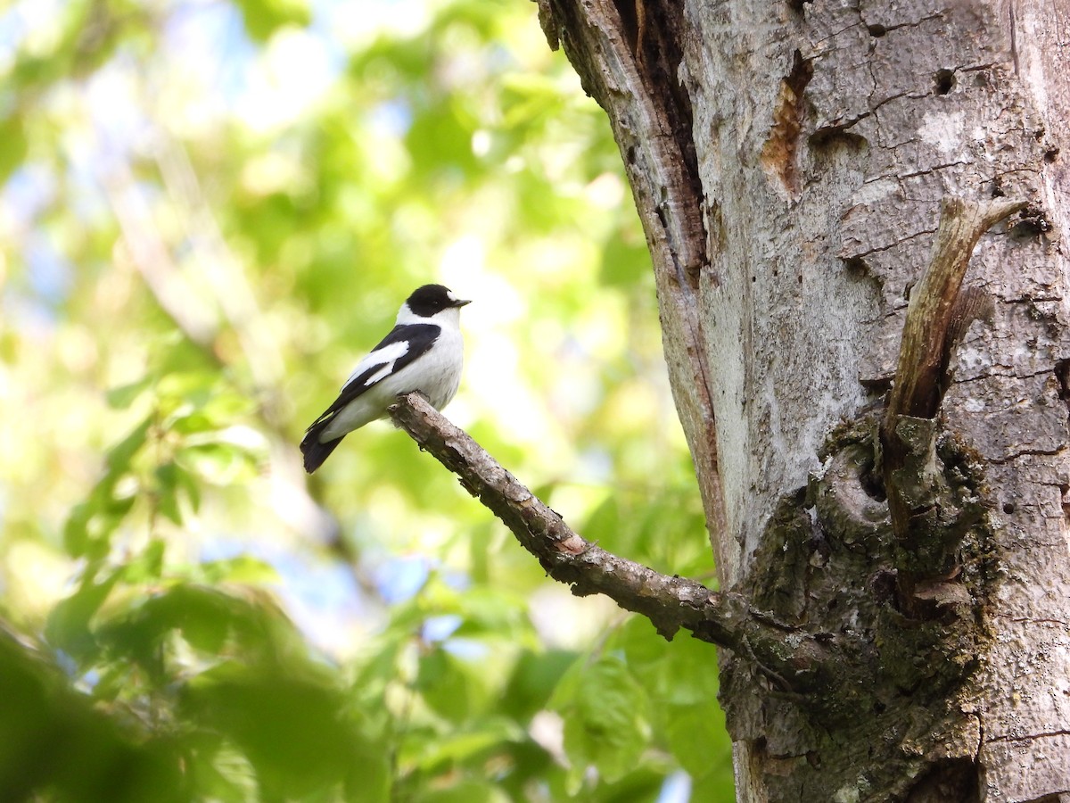 Collared Flycatcher - Josip Turkalj