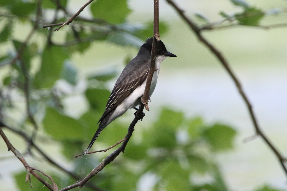 Eastern Kingbird - Kenny Benge