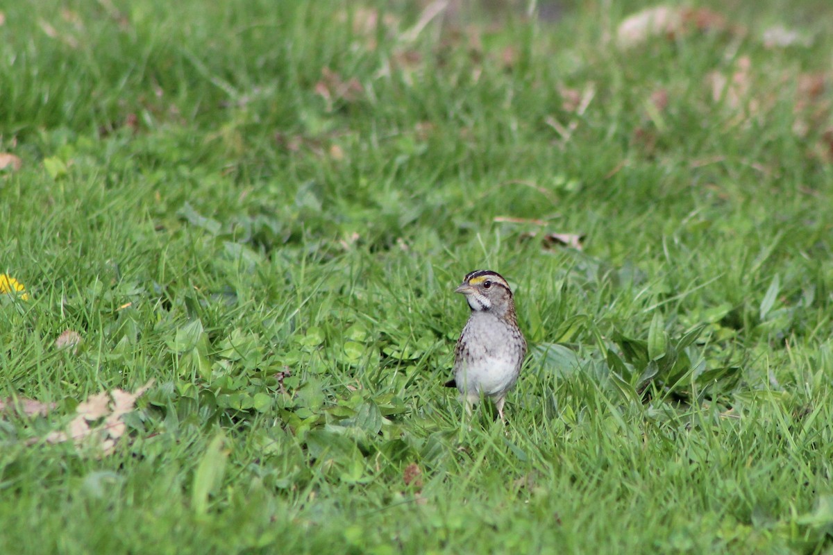 White-throated Sparrow - Mike McBrien